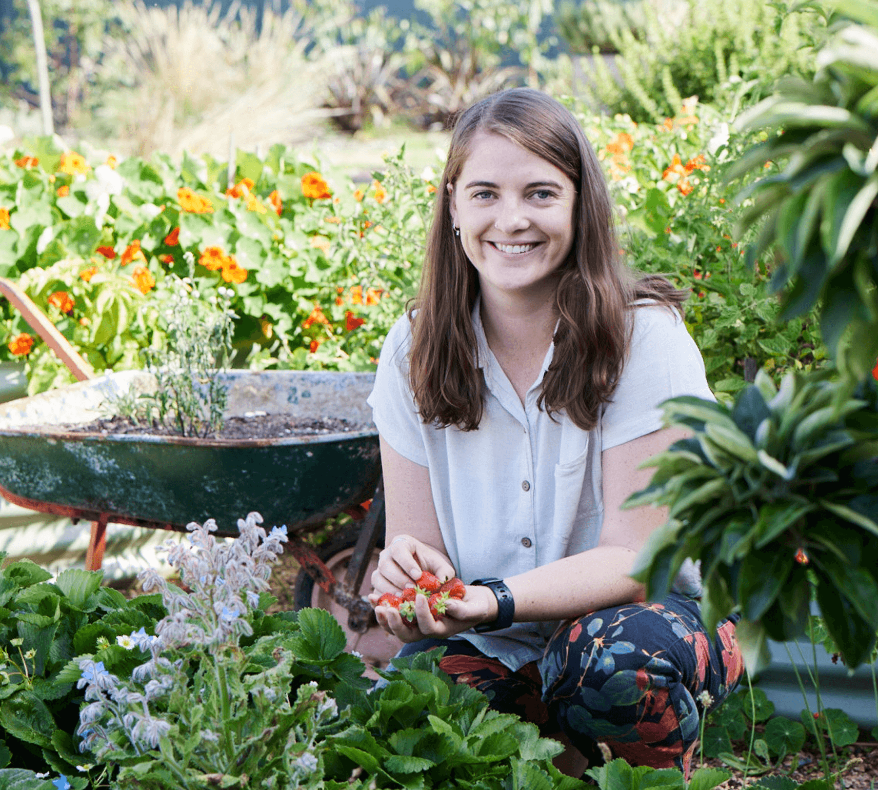 A-woman-picking-strawberries-in-a-community-garden